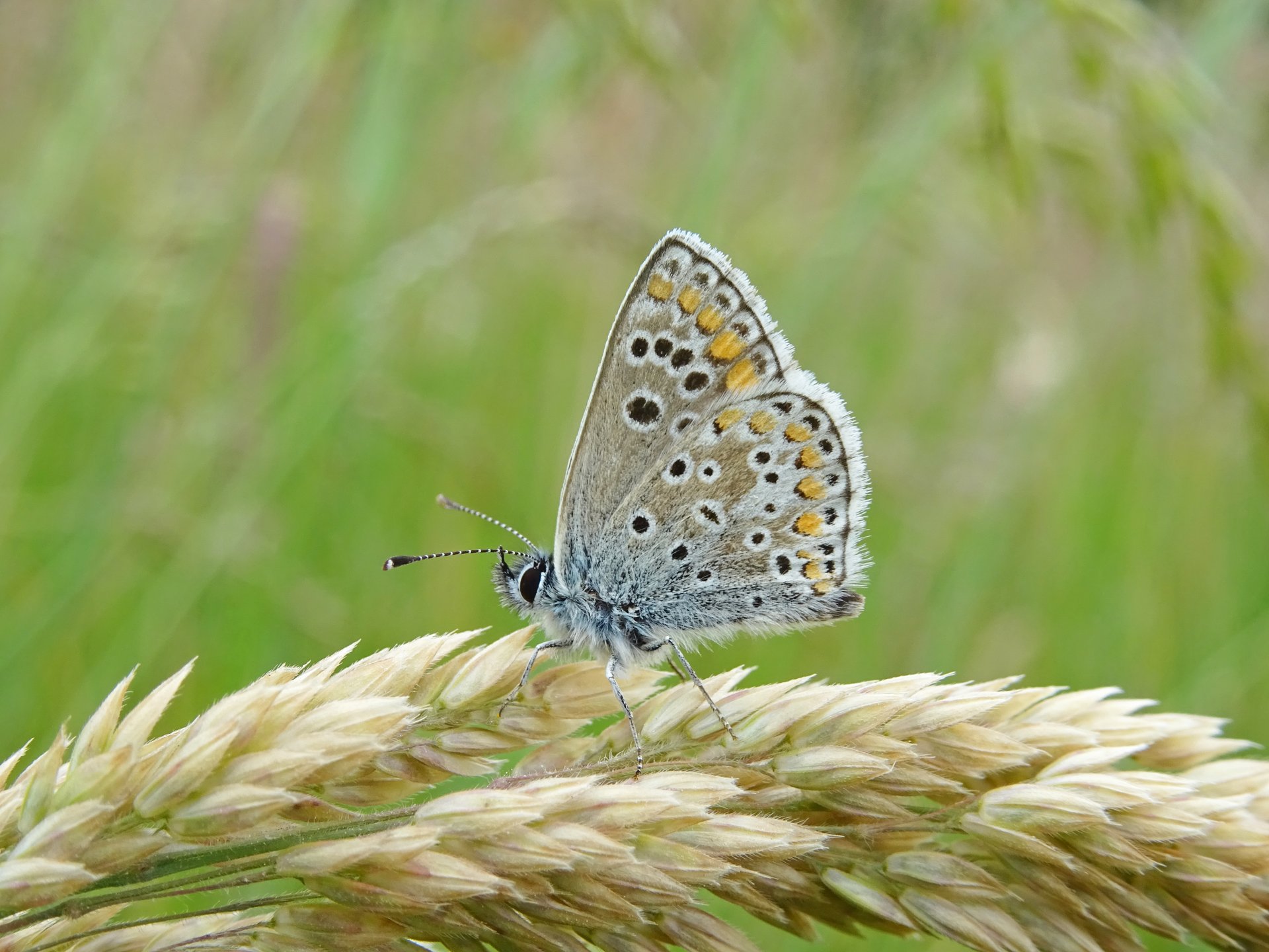 Bruin Blauwtje - vlinder
